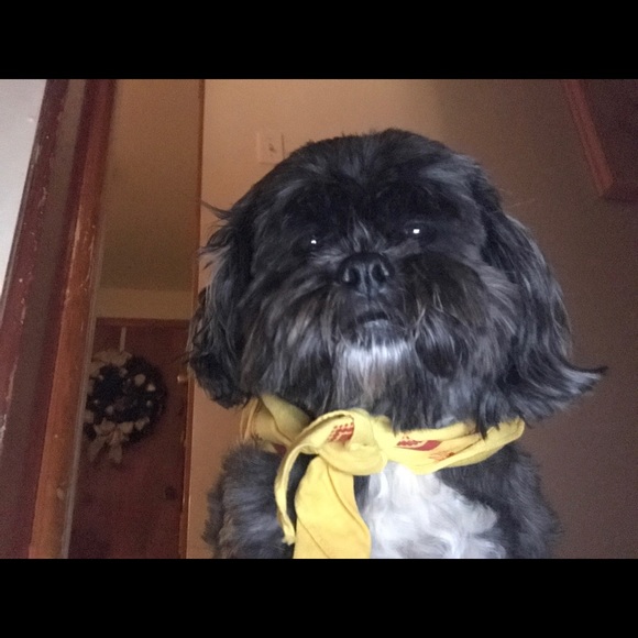 Meet your Posher, Alex - Picture 1 of 2